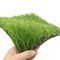 55mmの合成物質のフットボールの人工的な草のPE材料