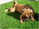 PE PP の柔らかさの友好的なペットの人工的な草 25mm は犬 4 の調子のために防水します
