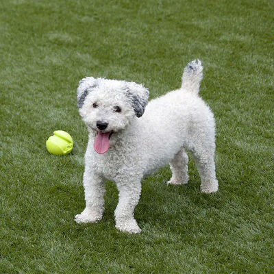 犬の証拠の人工的な草を美化するためのペット人工的な草